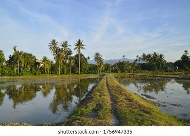 Scenic View Of Paddy Field At Baling, Kedah, Malaysia