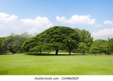 Scenic View Of The Park And Big Tree With Fresh Green Grass Field In Morning