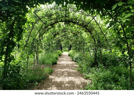 Scenic view of a path with an arched vine trellis through a beautiful green leafy landscape garden - nature and garden themed photograph in colour