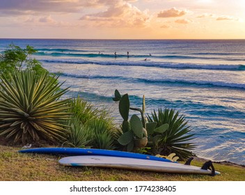 Scenic View Of A Popular Surfing Beach In Barbados On A Sunny Summer Evening. Two Surfboards Lie Next To A Cactus And Succulent Overlooking A Surf Spot In The Caribbean. Travelers Surfing At Sunset.