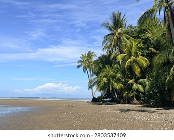 Scenic view of pristine empty tropical beach with palm trees and green mangroves under a clear blue sky, Uvita, Costa Rica.
