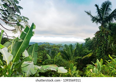 Scenic View In Puerto Rico Island. Rain Forest. USA