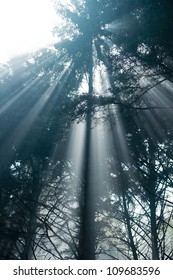 Scenic view of rays of sun beaming through the trees.