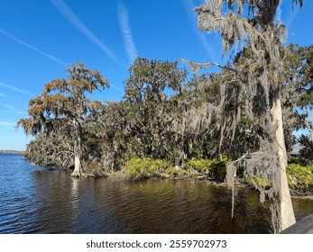 A scenic view of a river with trees draped in Spanish moss on the bank, clear blue skies above, and calm water reflecting the natural beauty of the landscape. - Powered by Shutterstock