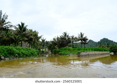 Scenic view of a rural riverbank lined with coconut palm trees, dense vegetation, and a partially submerged concrete embankment. - Powered by Shutterstock