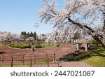Scenic view of Sakura (cherry blossom) trees blooming under blue sky on a beautiful sunny day, in Oniushi Park, Mori Town, Hokkaido, Japan. Spring scenery of Japanese country
