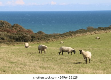 A scenic view of sheep grazing on a grassy hill with the deep blue sea in the background. The tranquil coastal landscape under a clear sky creates an idyllic and peaceful rural scene. - Powered by Shutterstock