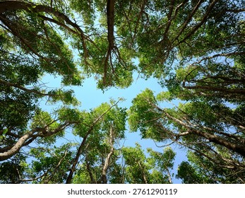 Scenic view of sky between forest canopy