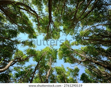 Scenic view of sky between forest canopy