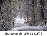 Scenic view of snow covered footpath with shoe tracks in the woods at Swiss City of Zürich on a snowy autumn day. Photo taken November 30th, 2024, Zurich, Switzerland.