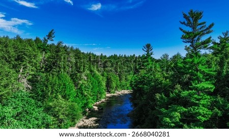 A scenic view of a stream flowing through a dense spruce forest on a sunny day, Swallow Falls State park, MD