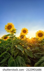 Scenic view of sunflowers or helianthus yellow flowers against blue sky background, agricultural summer field at sunset, symbol of sun energy - Shutterstock ID 2123901686