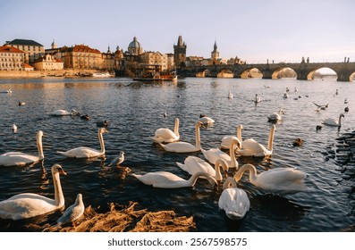 A scenic view of swans swimming in a calm river with historic Prague buildings and Charles Bridge in the background during sunset
 - Powered by Shutterstock