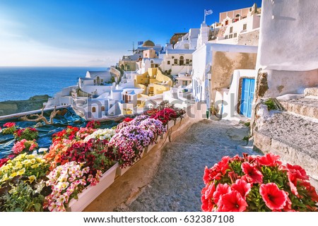 Scenic view of traditional cycladic Santorini houses on small street with flowers in foreground. Location: Oia village, Santorini, Greece. Sunset view point. Holidays background.