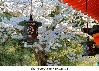 Scenic view of traditional Japanese lanterns hung under wooden eaves & a flourishing Sakura cherry blossom tree blooming by the bright red architecture ~a corner in Heian Jingu (Shrine) in Kyoto Japan