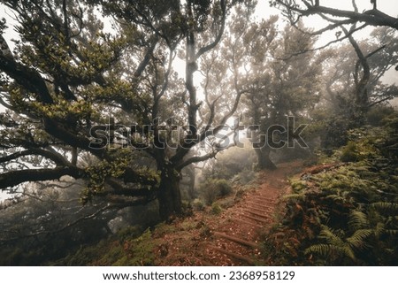 Scenic view of a trail through the Fanal forest on Madeira, Portugal, with spooky overgrown laurel trees, like a scene from a creepy horror movie