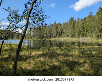 A scenic view of a tranquil, small forest lake or pond, typical of Nuuksio National Park in Finland. The foreground features a grassy, marshy shoreline with a slender birch tree leaning into the frame. The calm surface of the water reflects the dense coniferous and deciduous forest that completely surrounds the lake. Water lily pads float near the edges of the water. The sky above is a vibrant blue with a few light, scattered white clouds, creating a bright and peaceful summer atmosphere