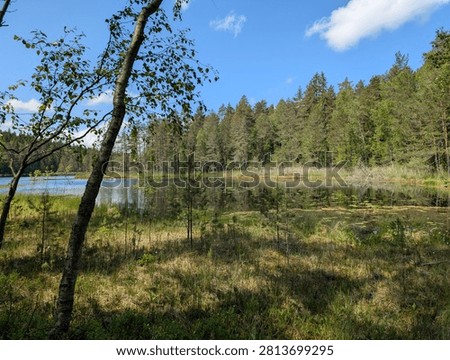 A scenic view of a tranquil, small forest lake or pond, typical of Nuuksio National Park in Finland. The foreground features a grassy, marshy shoreline with a slender birch tree leaning into the frame. The calm surface of the water reflects the dense coniferous and deciduous forest that completely surrounds the lake. Water lily pads float near the edges of the water. The sky above is a vibrant blue with a few light, scattered white clouds, creating a bright and peaceful summer atmosphere