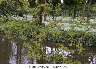 Scenic view of a tranquil stream bordered by lush greenery, ivy-covered banks, and a backdrop of blooming white flowers and trees, reflecting the beauty of springtime in nature