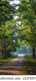 Scenic View Of Very Big And Tall Tree In The Forest In The Morning.