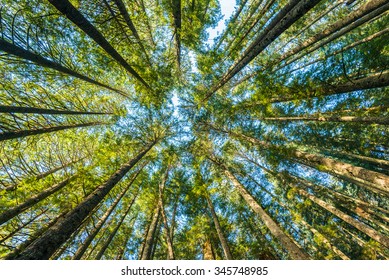 Scenic View Of Very Big And Tall Tree In The Forest In The Morning