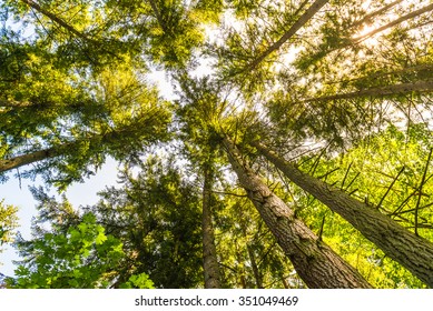 scenic view of very big and tall tree with sun light in the forest  when looking up. - Powered by Shutterstock