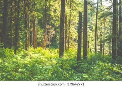 scenic view of very big and tall tree in the forest in the morning. - Powered by Shutterstock