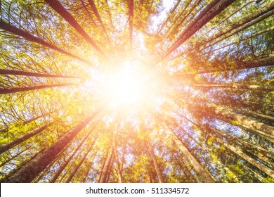 scenic view of very big and tall tree in the forest in the morning with sun beam. -looking up.