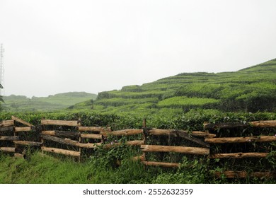 A scenic view of a vibrant green tea plantation stretching across misty rolling hills, framed by a rustic wooden fence in the foreground - Powered by Shutterstock