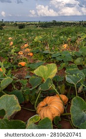 A scenic view of a vibrant pumpkin patch in the countryside of Brazil, showcasing numerous ripe orange pumpkins scattered across a dirt field, surrounded by large green leaves under a cloudy sky, ideal for agricultural, autumn, and organic food concepts.