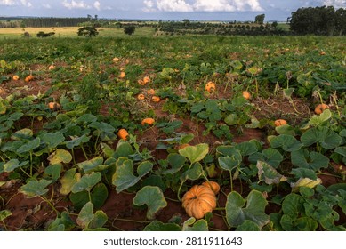 A scenic view of a vibrant pumpkin patch in the countryside of Brazil, showcasing numerous ripe orange pumpkins scattered across a dirt field, surrounded by large green leaves under a cloudy sky, ideal for agricultural, autumn, and organic food concepts.