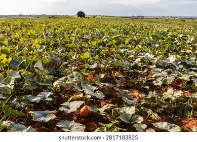 A scenic view of a vibrant pumpkin patch in the countryside of Brazil, showcasing numerous ripe orange pumpkins scattered across a dirt field, surrounded by large green leaves under a cloudy sky, ideal for agricultural, autumn, and organic food concepts.