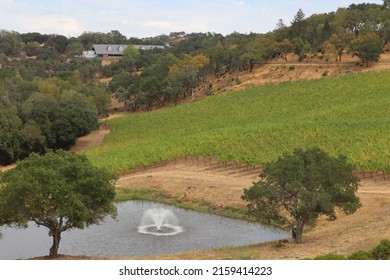 The Scenic View Of Vineyard Rows At A Winery In Sonoma County, California 