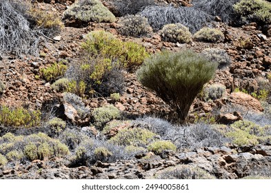 Scenic view of volcanic rock formations in desert during sunny day, Teide National Park, Tenerife - Powered by Shutterstock