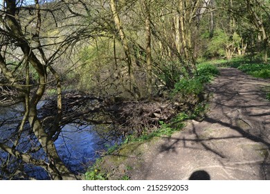 A Scenic View Of A Walking Path In The Woods In Mole Valley In Sunny Weather