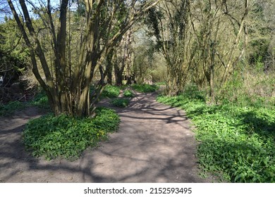 A Scenic View Of A Walking Path In The Woods In Mole Valley In Sunny Weather