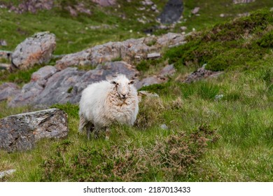 A Scenic View Of A White Fluffy Sheep In Snowdown Mountain In Wales