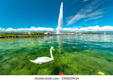 Scenic view of white swan swimming in turquoise waters of Geneva Lake in Geneva Harbor and of the 140m high fountain called Jet d'Eau. Swiss Alps on background. French Swiss, Switzerland.