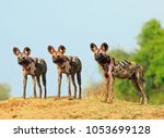 Scenic view of wild dogs (Lycaon Pictus) Painted Dogs standing on topof a sandbank surveying the area after a recent Kill, with a bright blue clear sky background. South Luangwa National Park, Zambia