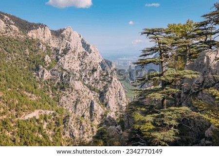Scenic view of wild forest with huge Lebanon cedar trees in mountains along lycian way in Turkey.