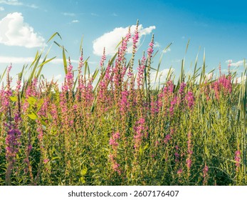 Scenic View of Wildflowers and Tall Grass