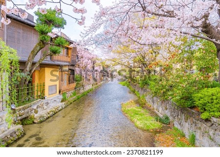 Scenic view of Wooden Houses along small canal and Pink Sakura Branches in Springtime, Gion Shirakawa, Kyoto, Japan