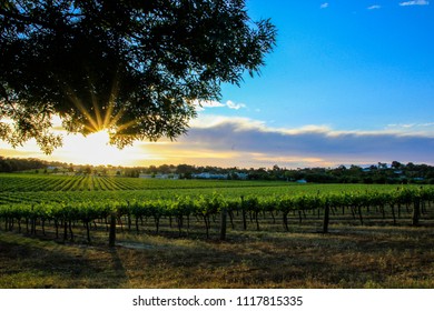 Scenic View Of Young And Middle Age Vineyards In The Australian Region Around Adelaide In The Evening Light With Sunbeams And A Blue Sky With Some Clouds, Next To A Tree