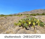 Scenic Views at Guadalupe Mountains National Park