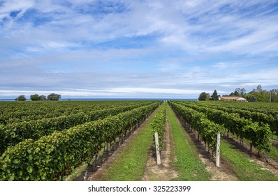 Scenic Vineyard By Lake Ontario