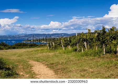 Scenic Vineyards next to the sea in the Istrian countryside Slovenia