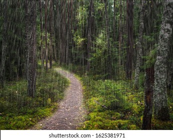 Scenic vivid green forest landscape on a rainy day. A path under trees in a deep forest. Colorful scenery with pathway among green grass and leafage. Vivid natural green background. - Powered by Shutterstock