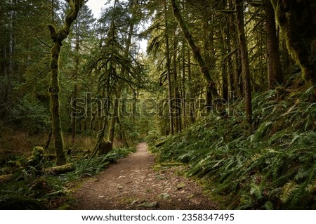 Scenic west coast rainforest, rich in moss, sword ferns, cedar trees, and Douglas fir trees. Hiking Trail in Skookumchuck Narrows Provincial Park. Sunshine Coast, British Columbia, Canada