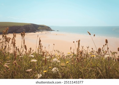 A scenic wide angle view of a white sandy beach bordered by cliffs, with wildflowers in the foreground. calm sea and clear blue sky, tiny people in the distance. Treyarnon Bay, Cornwall, UK - Powered by Shutterstock