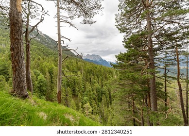 A scenic wide-angle view through pine trees overlooking a dense evergreen forest towards distant mountain peaks under a cloudy sky in Mittenwald, Germany.